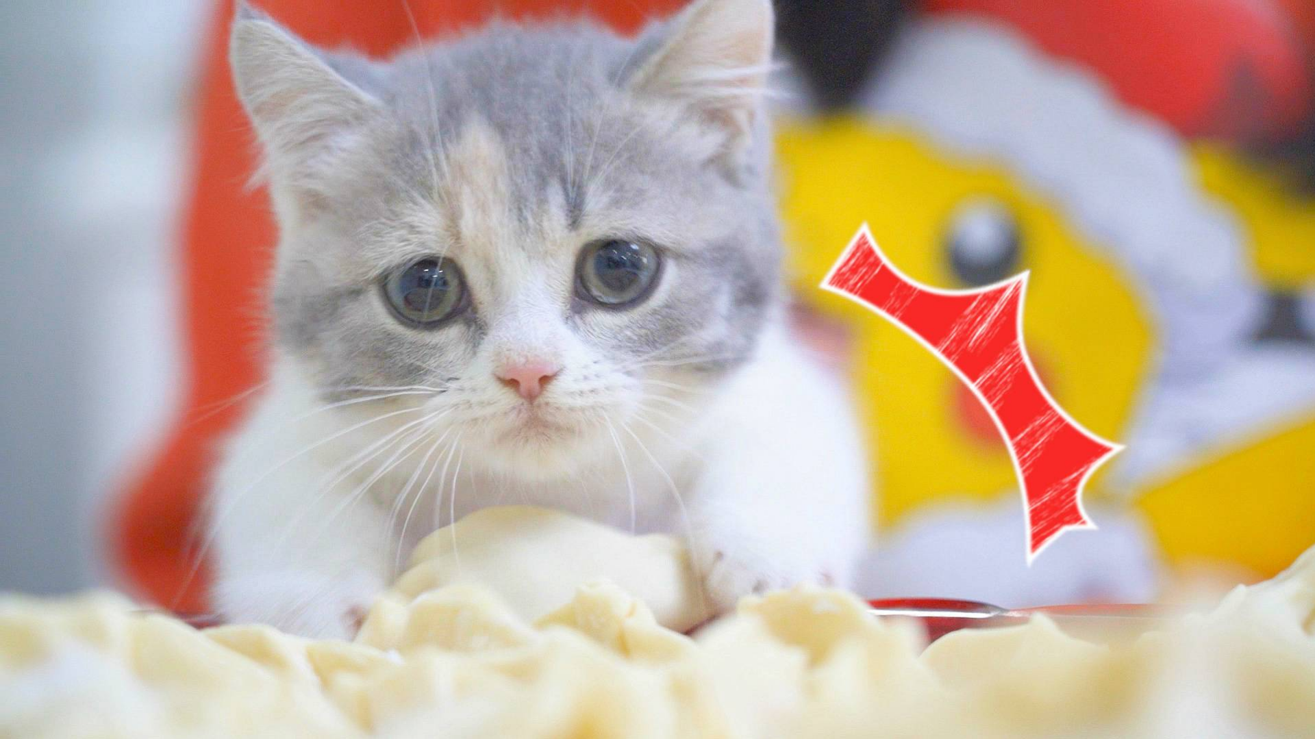 主人过年包饺子,小奶猫在旁边捣乱,还偷饺子吃!